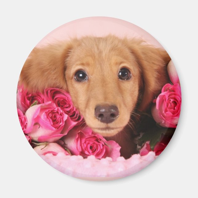 Aimant Chiot de Dachshund Entouré de Roses (Devant)