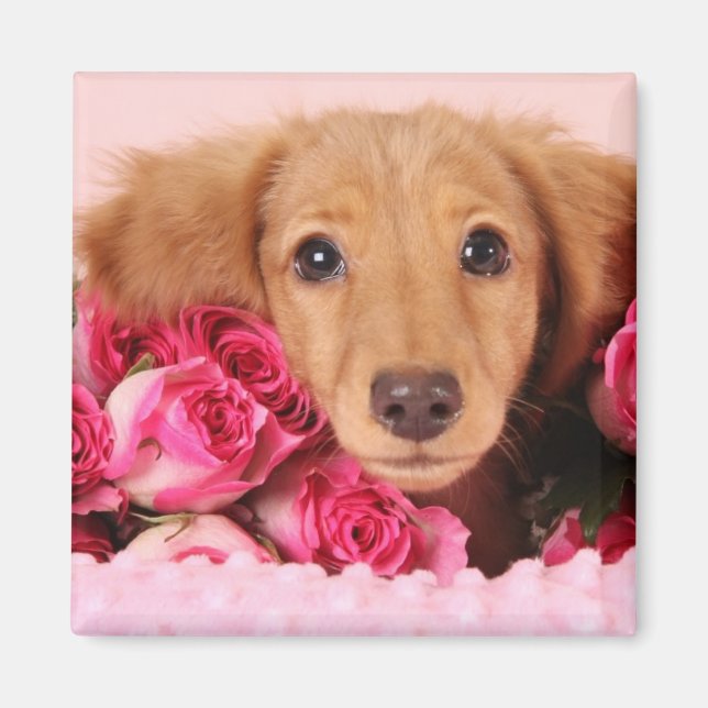 Aimant Chiot de Dachshund Entouré de Roses (Devant)