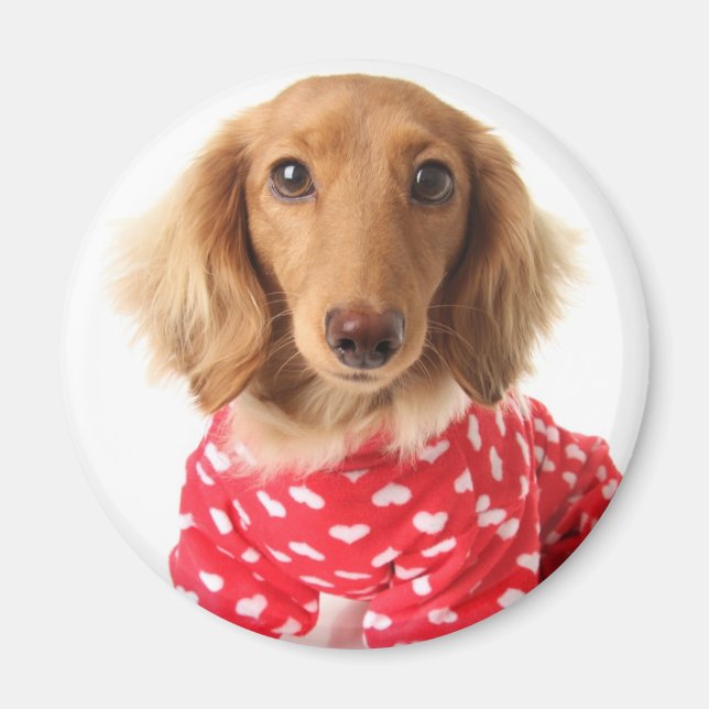 Aimant Chiot de Dachshund portant l'tenue de Saint Valent (Devant)