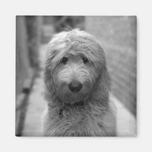 Aimant Chiot De Goldendoodle En Jardin