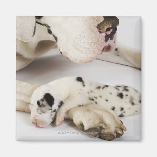 Aimant Chiot de great dane de harlequin dormant sur la