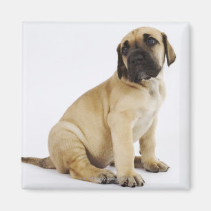 Aimant Chiot de great dane se reposant dans le studio