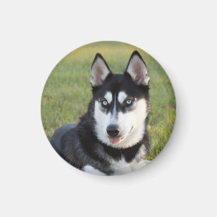 Aimant Chiot de Husky sibérien joueur heureux