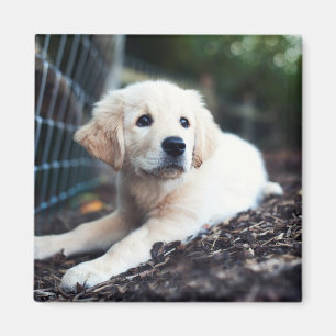 Aimant Chiot de Labrador jouant dans le jardin