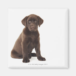 Aimant Chiot de labrador retriever de chocolat