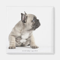 Chiot de Pedigree