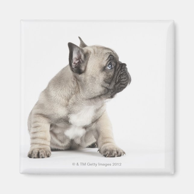 Aimant Chiot de Pedigree (Devant)