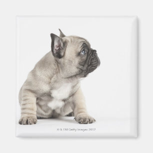 Aimant Chiot de pure race