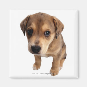 Aimant Chiot de race mixte