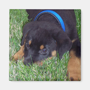 Aimant chiot de rottweiler