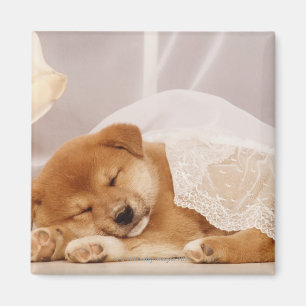 Aimant Chiot de Shiba Inu dormant sous un rideau net