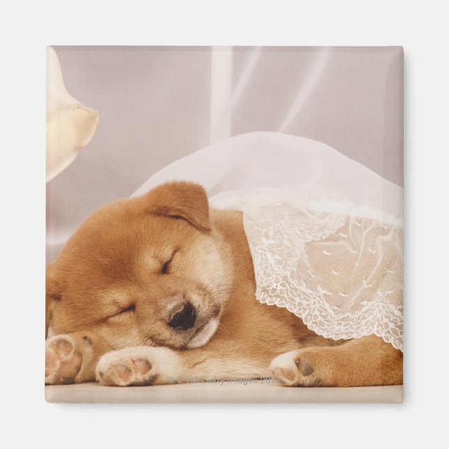 Aimant Chiot de Shiba Inu dormant sous un rideau net (Devant)