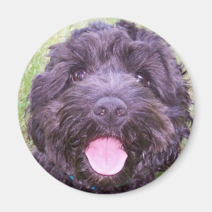 Aimant Chiot de sourire