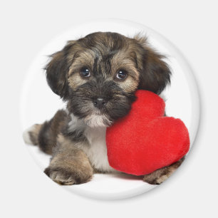 Aimant Chiot de Valentine Havanese d'amant