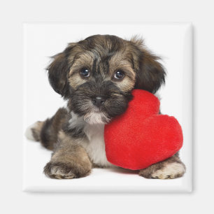 Aimant Chiot de Valentine Havanese d'amant