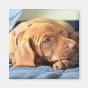 Aimant Chiot de Vizsla se reposant sur sa patte