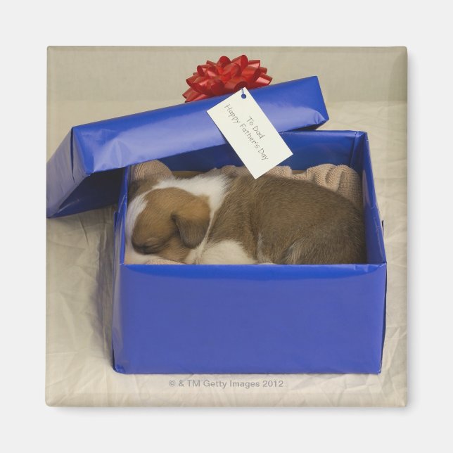 Aimant Chiot dormant dans une boîte cadeau (Devant)
