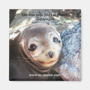Aimant Chiot d'otarie, plazas d'Isla Las, Galapagos