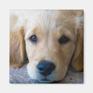 Aimant Chiot doux et doux