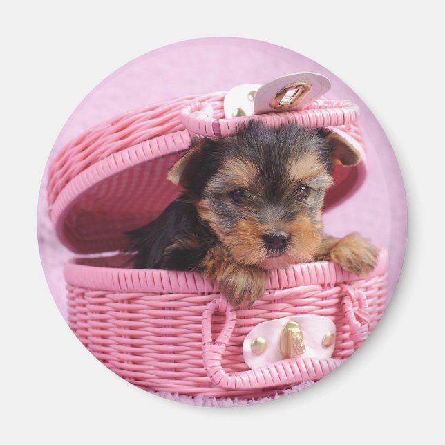 Aimant Chiot du Yorkshire (Devant)