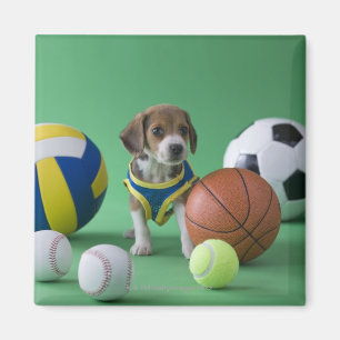 Aimant Chiot entouré par des boules de sport