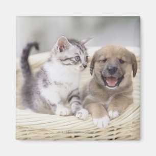 Aimant Chiot et chat de bébé