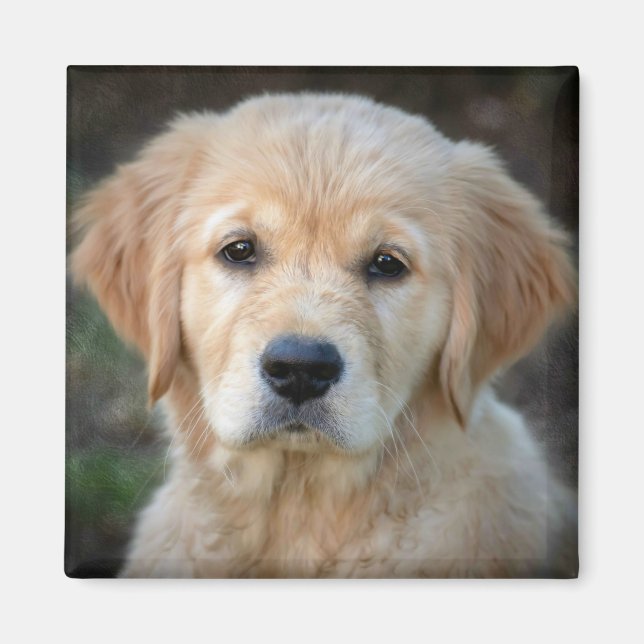 Aimant Chiot Golden Retriever (Devant)