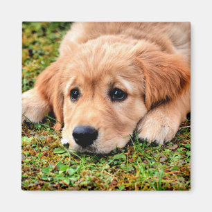 Aimant Chiot Golden Retriever