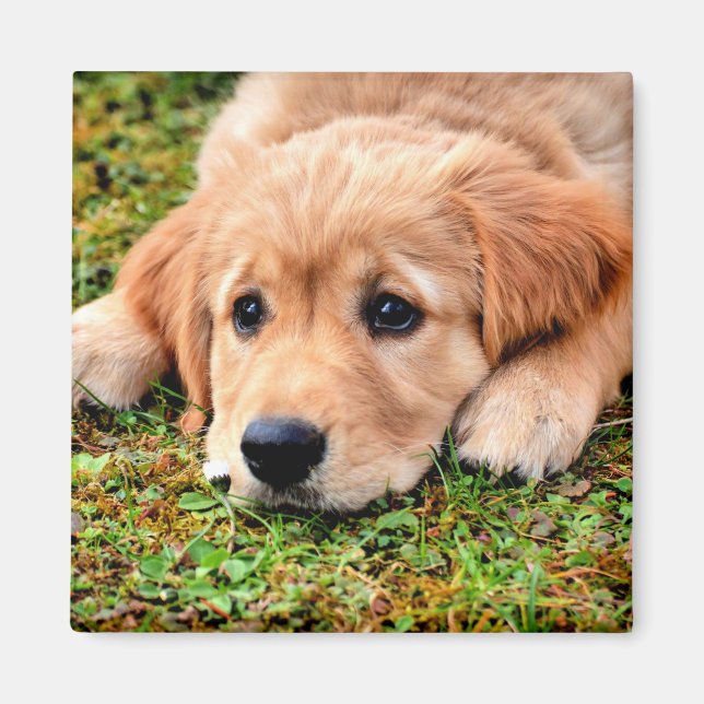 Aimant Chiot Golden Retriever (Devant)