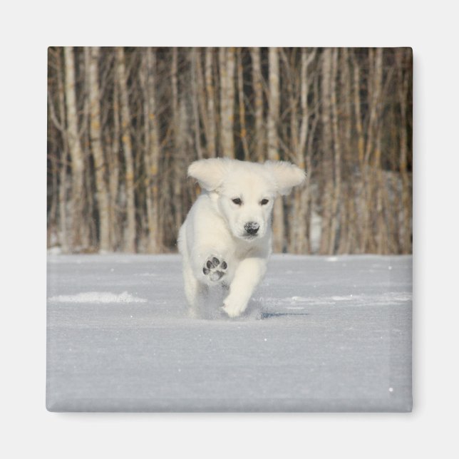 Aimant Chiot Golden Retriever blanc dans la neige (Devant)