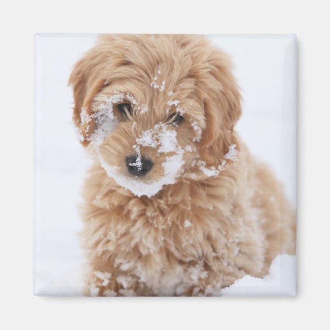 Aimant Chiot Goldendoodé Avec Neige Sur La Face (Devant)