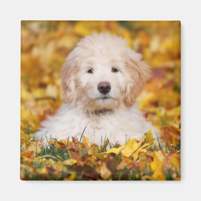Aimant Chiot Goldendoodle En Feuilles Automnes (Devant)