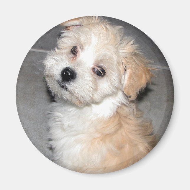 Aimant Chiot Havanais (Devant)