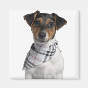 Aimant Chiot Jack Russell Terrier (4 mois)