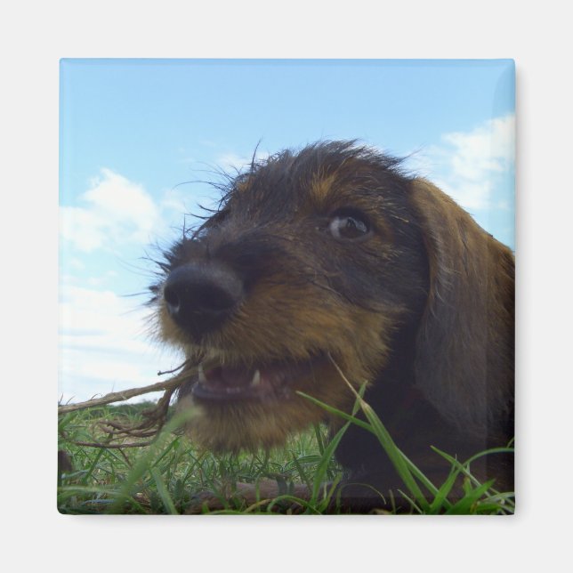 Aimant Chiot malicieux Dachshund (Devant)