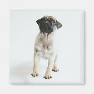Aimant Chiot mignon de carlin