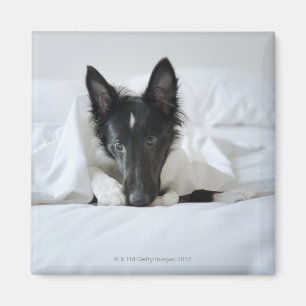 Aimant Chiot noir et blanc dans le lit avec l'os
