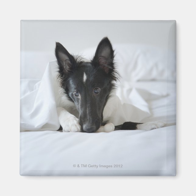 Aimant Chiot noir et blanc dans le lit avec os (Devant)