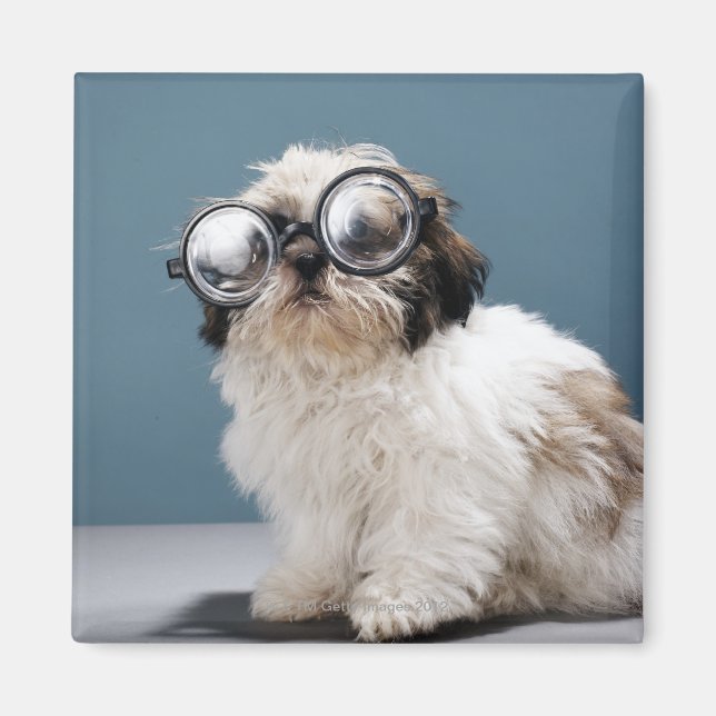 Aimant Chiot portant des lunettes épaisses (Devant)