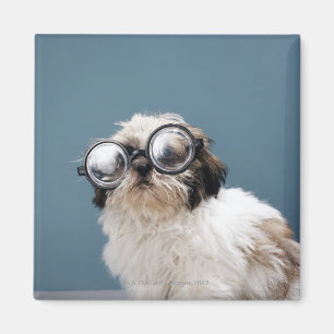 Aimant Chiot portant les lunettes épaisses