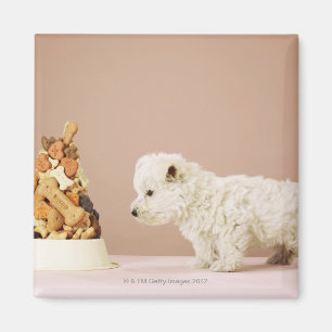 Aimant Chiot regardant la pile des biscuits dans la