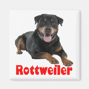 Aimant Chiot Rottweiler Brun & Noir Dessin Animé Chien Am