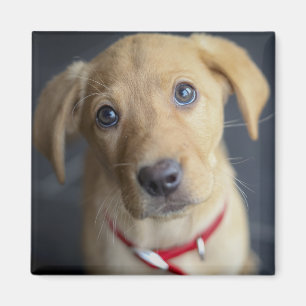 Aimant Chiot rouge de Fox Labrador