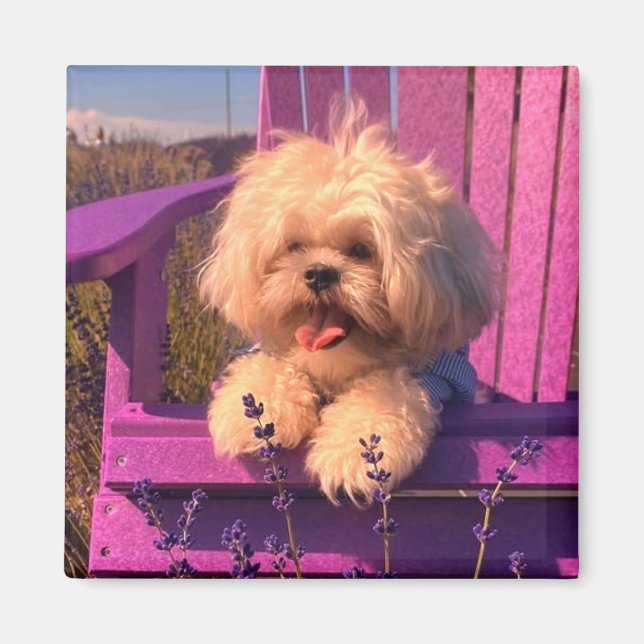 Aimant Chiot Shih Tzu Heureux en Relaxation (Jours de Chi (Devant)