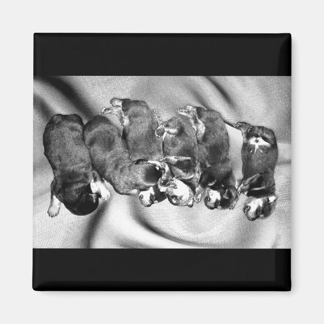 Aimant chiots à tête blanche (Devant)