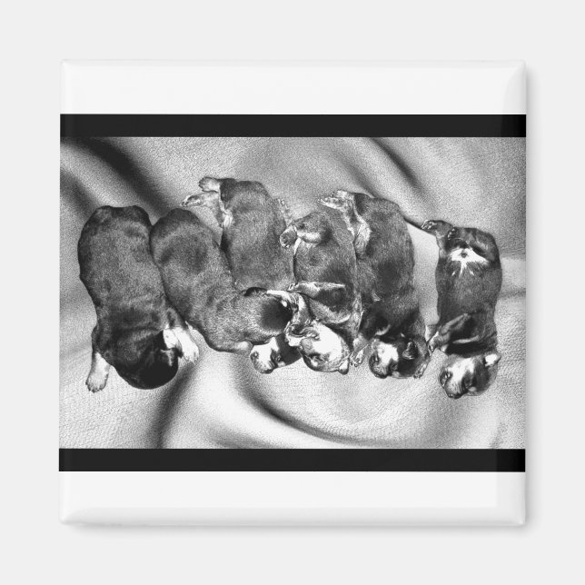 Aimant chiots à tête blanche (Devant)