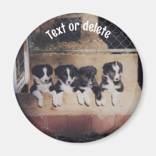 Aimant Chiots Border Collie Personnalisés