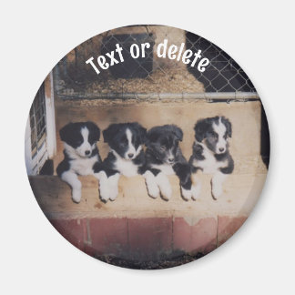 Aimant Chiots Border Collie Personnalisés