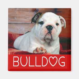 Aimant Chiots Bouledogue Anglais Amour Rouge