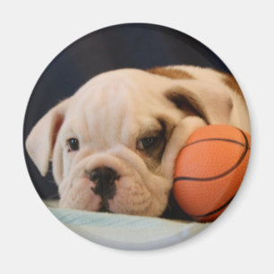 Aimant Chiots Bouledogue Anglais avec ballon de basket ro